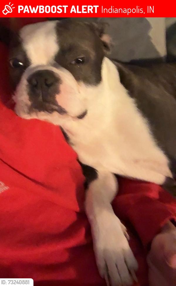 Lost Female Dog last seen Muirfield ct and Muirfield way, Indianapolis, IN 46237