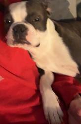 Lost Female Dog last seen Muirfield ct and Muirfield way, Indianapolis, IN 46237
