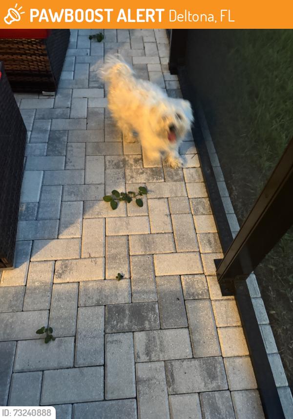 Found/Stray Male Dog last seen Trumbull st cooper st ireland dr, Deltona, FL 32725