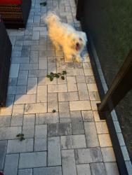 Found/Stray Male Dog last seen Trumbull st cooper st ireland dr, Deltona, FL 32725