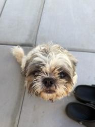 Found/Stray Male Dog last seen earl warren elementary school, Lake Elsinore, CA 92532