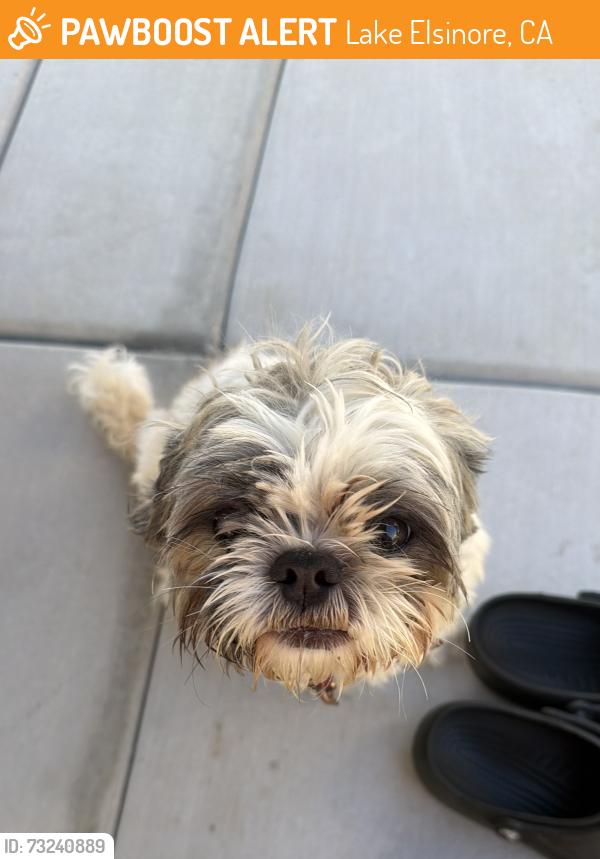 Found/Stray Male Dog last seen earl warren elementary school, Lake Elsinore, CA 92532