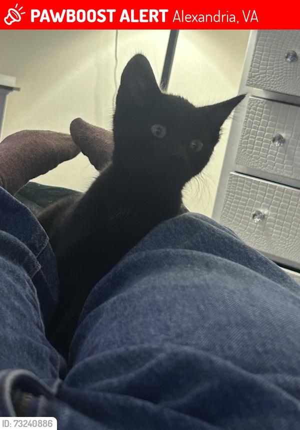 Lost Female Cat last seen apmts, Alexandria, VA 22311