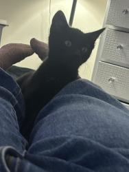 Lost Female Cat last seen apmts, Alexandria, VA 22311
