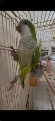 Reunited Female Bird last seen In the community windward at islands of doral, Medley, FL 33178