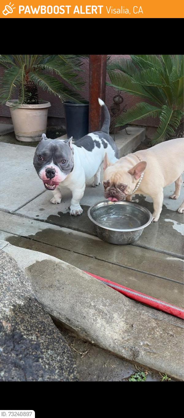 Found/Stray Female Dog last seen Damree and w vine ave, Visalia, CA 93277