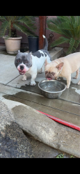 Found/Stray Female Dog last seen Damree and w vine ave, Visalia, CA 93277