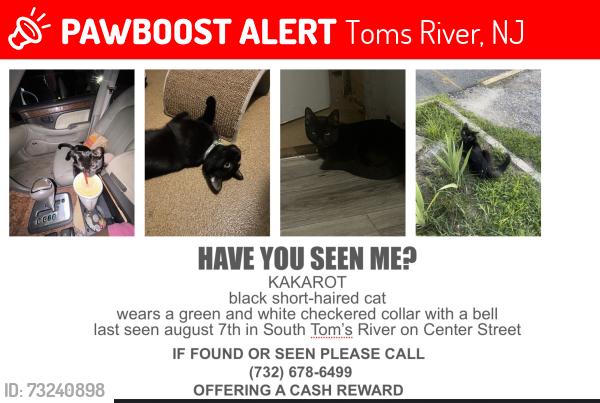 Lost Male Cat last seen Near center street, Toms River, NJ 08757