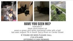 Lost Male Cat last seen Near center street, Toms River, NJ 08757