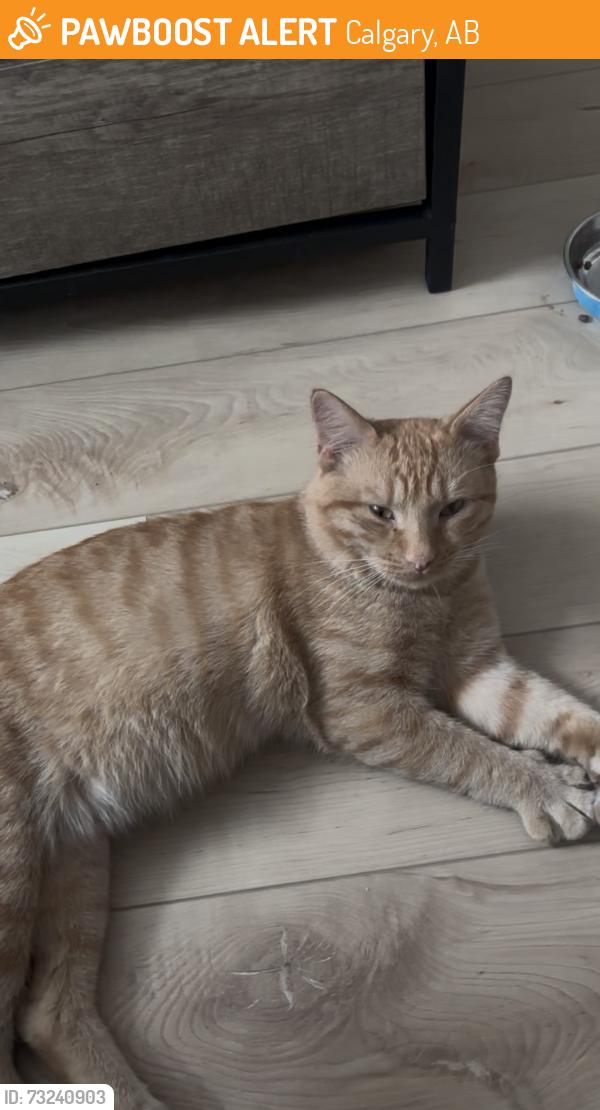 Found/Stray Male Cat last seen Ambleton, Calgary, AB 
