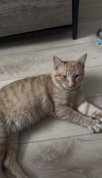 Found/Stray Male Cat last seen Ambleton, Calgary, AB 