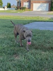 Found/Stray Female Dog last seen Boise Rd and Henshaw Rd, Inwood, WV 25428