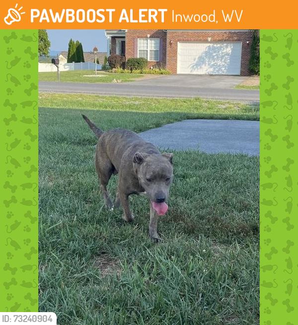 Found/Stray Female Dog last seen Boise Rd and Henshaw Rd, Inwood, WV 25428