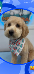 Reunited Male Dog last seen Dayton and Florida . Costco Wholesale, Denver, CO 80247