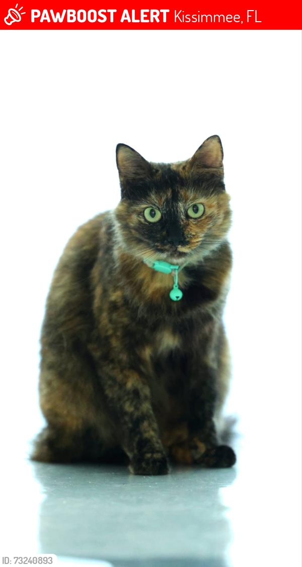 Lost Female Cat last seen Near Rock maple Bend, Kissimmee fl, Kissimmee, FL 34746