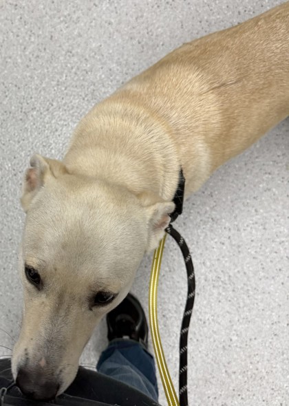 Shelter Stray Female Dog last seen Frog Park Rockridge, Oakland, CA, 1101 29th Ave, Oakland, CA 94601, USA
