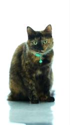 Lost Female Cat last seen Near Rock maple Bend, Kissimmee fl, Kissimmee, FL 34746