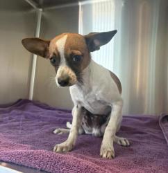 Shelter Stray Male Dog last seen Near 49th ave, Oakland, CA, 1101 29th Ave, Oakland, CA 94601, USA