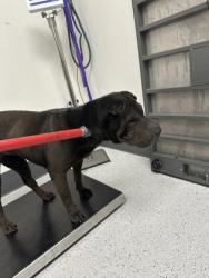 Shelter Stray Female Dog last seen Near E 9th st, Oakland,, 1101 29th Ave, Oakland, CA 94601, USA