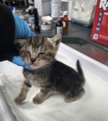 Shelter Stray Female Cat last seen Near Fruitvale Aver, Oakland, CA, 1101 29th Ave, Oakland, CA 94601, USA