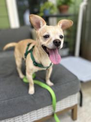 Shelter Stray Male Dog last seen Near Candler Road K12 Decatur, 30032, 30032, GA, 3280 Chamblee Dunwoody Rd, Chamblee, GA 30341, USA