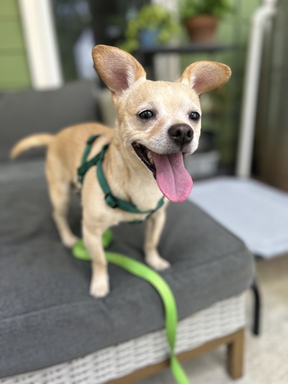 Shelter Stray Male Dog last seen Near Candler Road K12 Decatur, 30032, 30032, GA, 3280 Chamblee Dunwoody Rd, Chamblee, GA 30341, USA