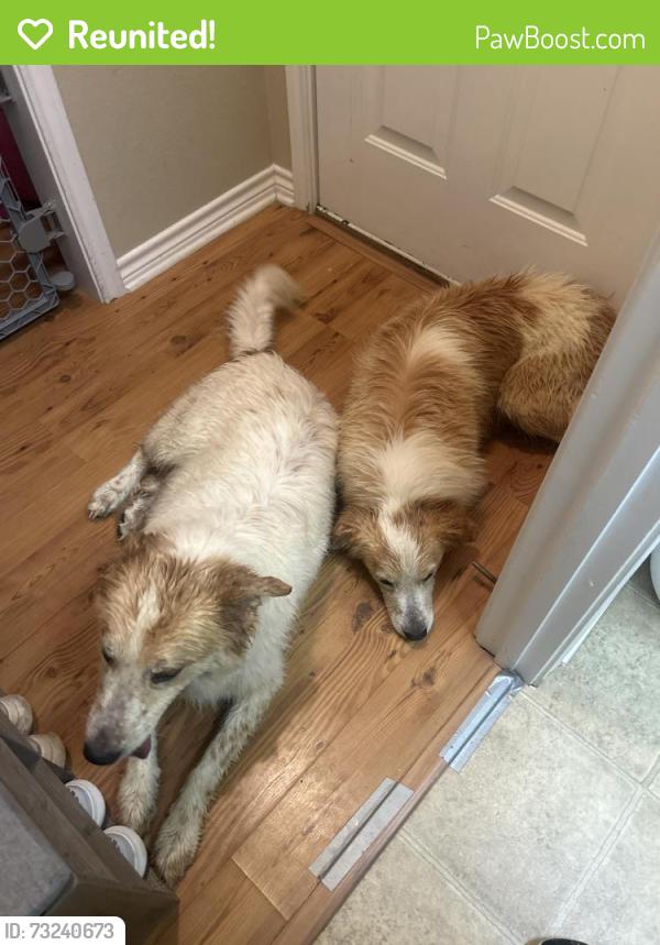 Reunited Male Dog last seen Near, Athens, TX 75752