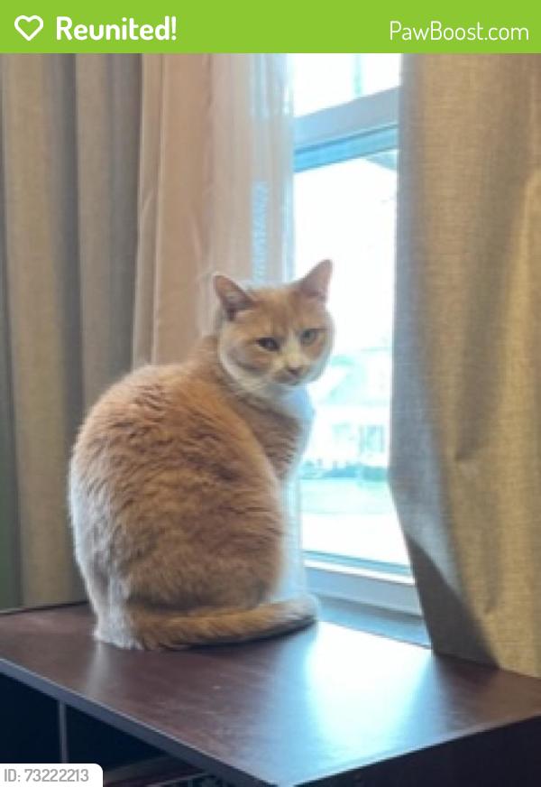 Reunited Female Cat last seen Near Glenmount Ave, Akron, OH 44301, USA, Akron, OH 44301