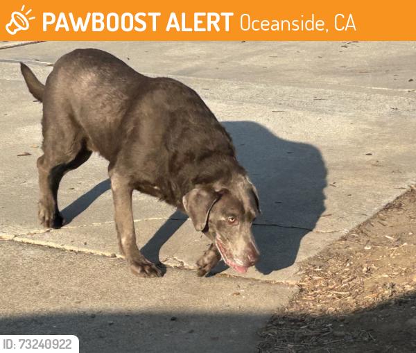 Found/Stray Unknown Dog last seen Hoover st & Mesa dr, Oceanside, CA 92054