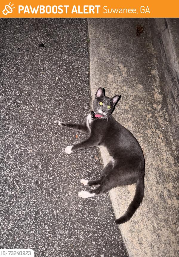Found/Stray Female Cat last seen Taco Mac Suwanee Next To Two Cities, Suwanee, GA 30024