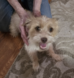 Found/Stray Female Dog last seen Houston Levee & Houston Birch, Memphis, TN 38016