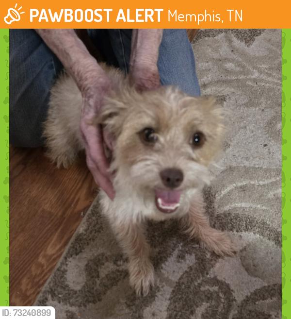 Found/Stray Female Dog last seen Houston Levee & Houston Birch, Memphis, TN 38016