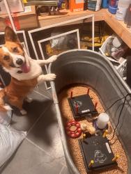 Reunited Male Dog last seen 134th st, Gig Harbor, WA 98329