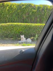 Found/Stray Unknown Dog last seen Palm st, San Bernardino, CA 92401