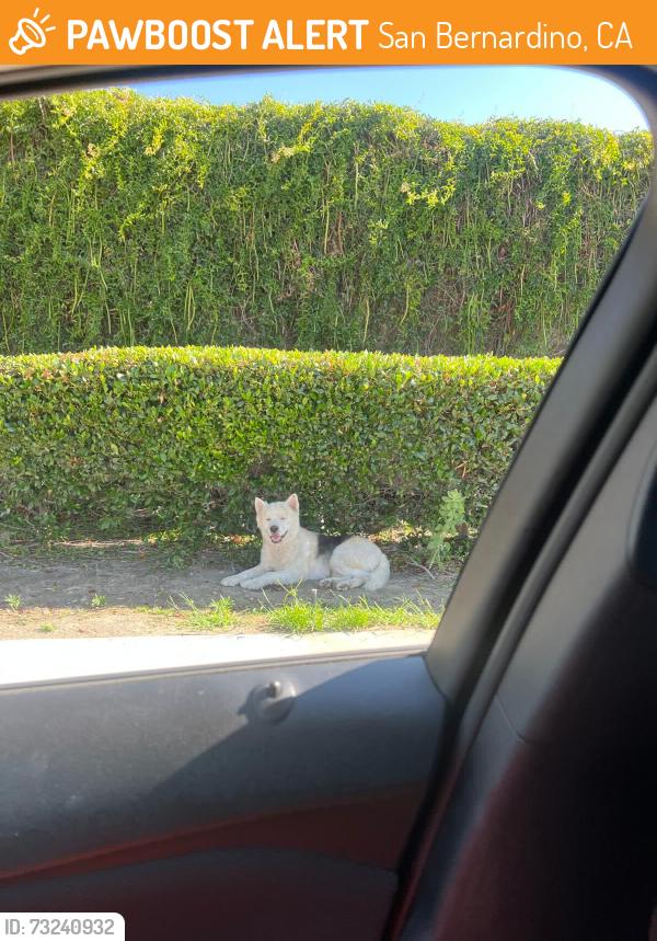 Found/Stray Unknown Dog last seen Palm st, San Bernardino, CA 92401