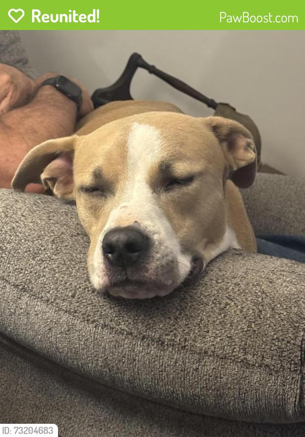Reunited Female Dog last seen James Lee and Racetrack Rd, Fort Walton Beach, FL 32547