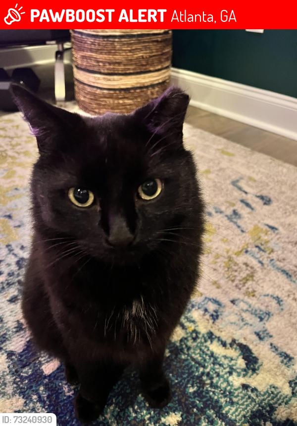 Lost Male Cat last seen Glenwood Ave and Terry Mill Rd, Atlanta, GA 30316