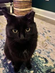 Lost Male Cat last seen Glenwood Ave and Terry Mill Rd, Atlanta, GA 30316