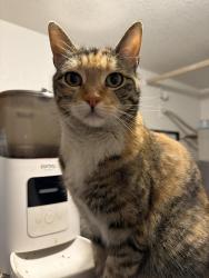 Lost Female Cat last seen mcqueen and elliot, Gilbert, AZ 85233