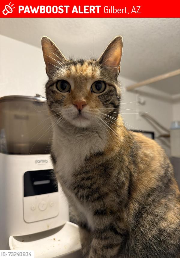 Lost Female Cat last seen mcqueen and elliot, Gilbert, AZ 85233