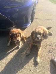 Lost Female Dog last seen Near brook circle nw, Birmingham, AL 35215