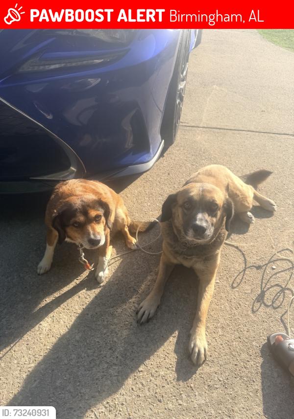 Lost Female Dog last seen Near brook circle nw, Birmingham, AL 35215