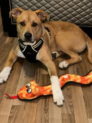 Lost Male Dog last seen En la calle Cédar CA, Bloomington, CA 92316