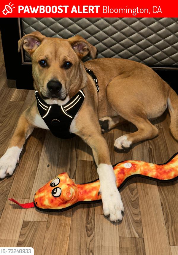 Lost Male Dog last seen En la calle Cédar CA, Bloomington, CA 92316