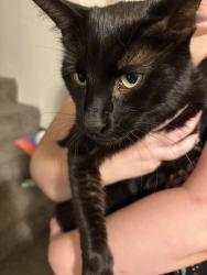 Found/Stray Male Cat last seen N Ashland ave, Green Bay, WI 54303