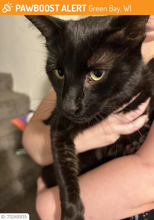 Found/Stray Male Cat last seen N Ashland ave, Green Bay, WI 54303