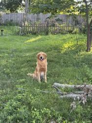Reunited Male Dog last seen Strader drive and east new circle, Lexington, KY 40505