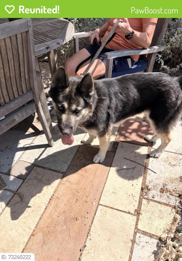 Reunited Female Dog last seen Robin lane and Virginia lane, Concord, CA 94520