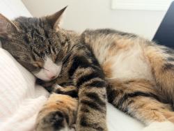 Lost Male Cat last seen Near Curwood dr, East Syracuse, NY 13057