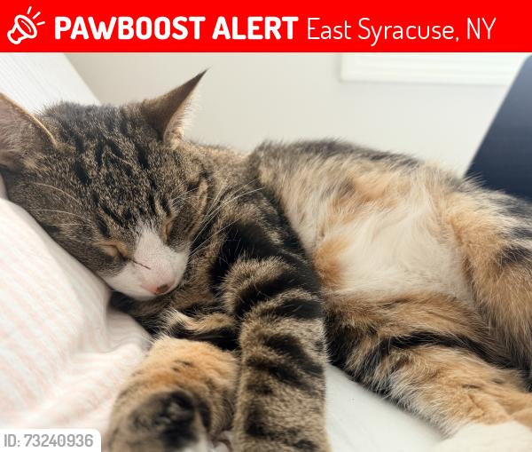Lost Male Cat last seen Near Curwood dr, East Syracuse, NY 13057